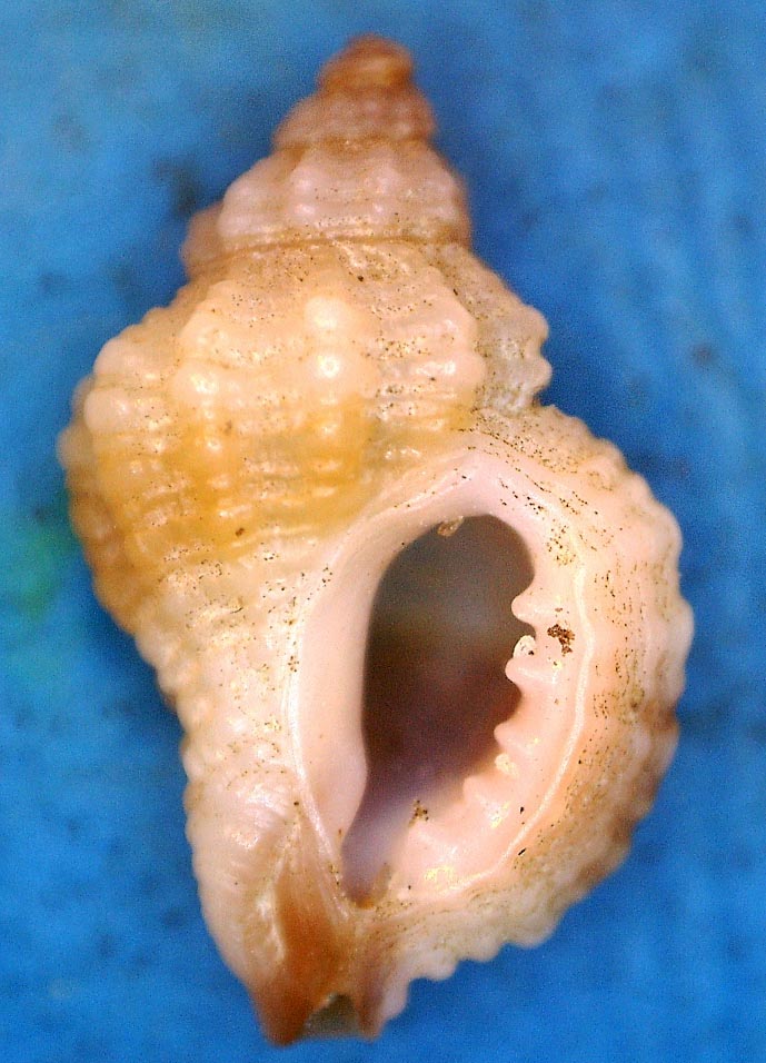 Spiaggia di Palombina: Ocinebrina helleri?